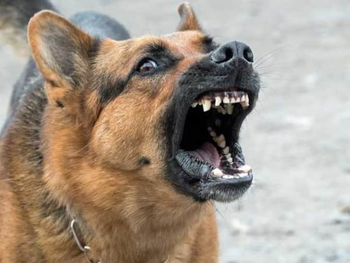 Delhi NCR Noida Authority released helpline numbers for complain of Dog Bite issue ANN Delhi-NCR News: पड़ोसी या सोसाइटी के कुत्ते से हैं परेशान? इन हेल्पलाइन नंबरों पर करें कॉल