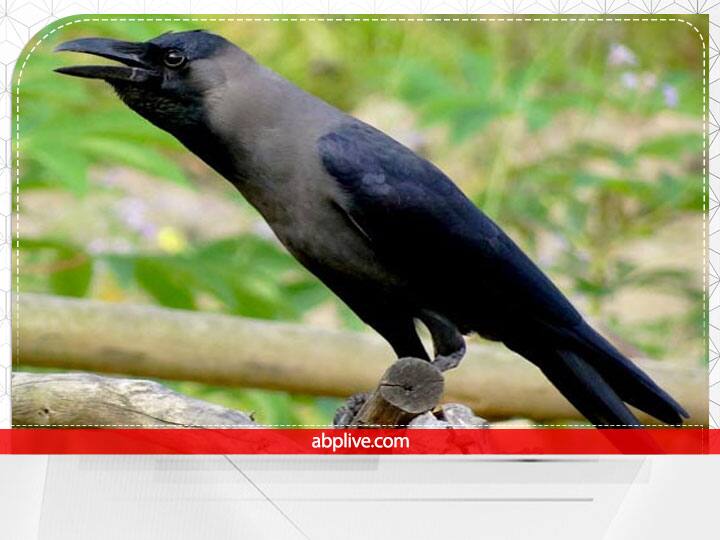 पितृ पक्ष में कौवे को रोज भोजन करवाना बहुत पुण्यकारी माना जाता है. मान्यता है कि इससे पितरों की कृपा होती है और सारे बिगड़े काम बनने लगते हैं.