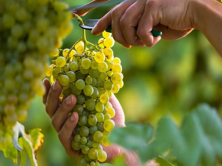 Farmers are turning to grape cultivation more than apples in Kashmir Valley are earning good Profit Grapes Farming: सेब के लिये मशहूर कश्मीर घाटी में बढ़ रहा है अंगूर का दबदबा, खेती करके लाखों कमा रहे हैं किसान