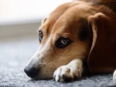 Watch Video: தெரு நாயை கொடுமைப்படுத்திய கொடூர மனிதன்...ஹீரோவாக வந்த பசு மாடு...மாஸ் வீடியோ!