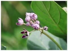 Aak Leaves For Diabetes: इस पत्ते को पैर के तलवों में लगाने से डायबिटीज पेशेंट का शुगर लेवल होगा कंट्रोल, जानें कैसे