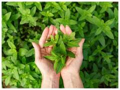 Dry Tulsi Plant: तुलसी के पौधे सूख जाते हैं तो इन उपायों को अपनाएं, हरा भरा रहेगा आपका आंगन
