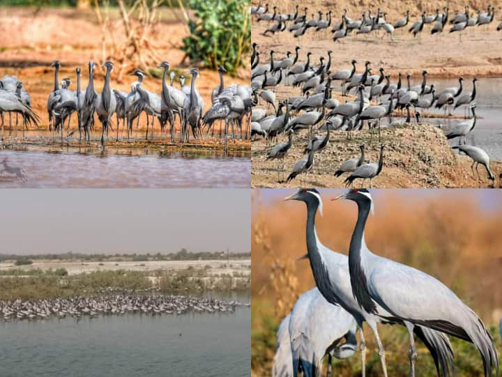 साइबेरिया ब्लैक समुंदर से लेकर मंगोलिया तक फैले प्रदेश से हर साल हजारों कुरजा पक्षी झुंड में पश्चिमी राजस्थान में प्रवास करते हैं.