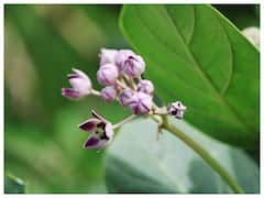 Aak Leaves For Diabetes: इस पत्ते को पैर के तलवों में लगाने से डायबिटीज पेशेंट का शुगर लेवल होगा कंट्रोल, जानें कैसे