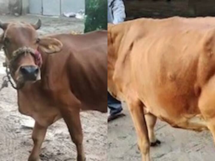 MP Lumpi News: राजस्थान और गुजरात के बाद एमपी में लंपी वायरस का कहर, इंदौर के पशुओं में मिले लक्षण MP Lumpi Skin Disease lumpy virus Symptoms in Indore animals ANN MP Lumpi News: राजस्थान और गुजरात के बाद एमपी में लंपी वायरस का कहर, इंदौर के पशुओं में मिले लक्षण