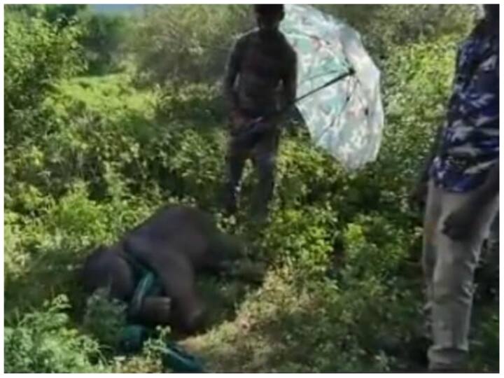 Group of forest officials in Tamil Nadu taking care of a baby elephant in Heartwarming viral video Video: सो रहे हाथी के बच्चे को छाते की मदद से धूप से बचाया, दिल जीत रहा वीडियो