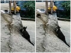 पक्षी के शिकार के लिए घात लगाकर बैठी बिल्ली, अंत देख यूजर्स रह गए दंग