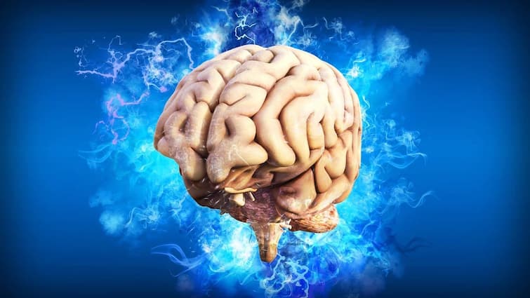Interesting Fact About Human Brain: How many GB is the human brain? Read this interesting story Interesting Fact About Human Brain : ਕਿੰਨੇ GB ਦਾ ਹੁੰਦੈ ਮਨੁੱਖੀ ਦਿਮਾਗ ? ਪੜ੍ਹੋ ਇਹ ਦਿਲਚਸਪ ਕਹਾਣੀ