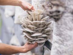 मशरूम स्पॉन से खुलेंगे किस्मत के दरवाजे, 7.5 लाख की शानदार सब्सिडी पर लगायें उत्पादन इकाई