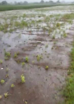 लातूर जिल्ह्यात जोरदार पाऊस, पिकं पाण्यात