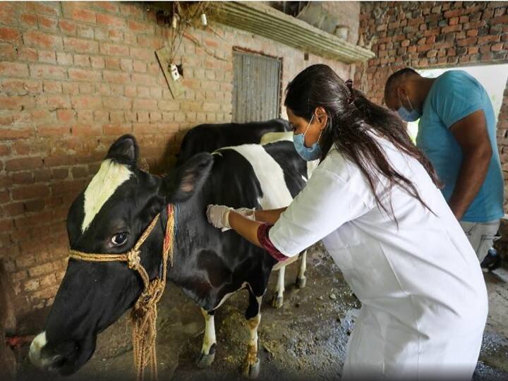 Lumpy Skin Disease: राजस्थान में लंपी वायरस का खौफ, गांवों में लोगों ने डर से गाय का दूध पीना किया बंद Lumpy's havoc in Rajasthan, 45 thousand cows died so far, 10 lakh cows infected ann Lumpy Skin Disease: राजस्थान में लंपी वायरस का खौफ, गांवों में लोगों ने डर से गाय का दूध पीना किया बंद