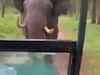 WATCH | Elephant Chases Safari Jeep In Kabini Wildlife Sanctuary, Driver's Skills Help Avert Tragedy