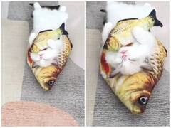 शानदार बिस्तर पर अनोखे अंदाज में सो रही बिल्ली, लाइफस्टाइल देख हैरत में पड़े यूजर्स