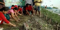 গঙ্গা ভাঙন রুখতে উদ্যোগী চন্দননগর কলেজ, তীরবর্তী এলাকায় রোপন করা হল ম্যানগ্রোভের চারা