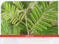 Shami Plant Benefits: शिव-शनि को प्रिय है शमी का पौधा, जानें घर में लगाने के अनगिनत फायदे