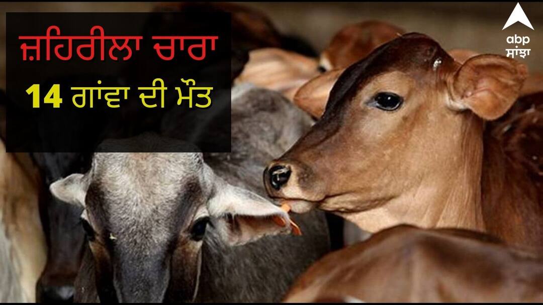 ਜ਼ਹਿਰੀਲਾ ਚਾਰਾ ਖਾਣ ਨਾਲ 14 ਗਊਆਂ ਦੀ ਮੌਤ, SAD ਆਗੂ ਨੇ ਕੀਤੀ ਜਾਂਚ ਦੀ ਮੰਗ 14 cows died in samrala ਜ਼ਹਿਰੀਲਾ ਚਾਰਾ ਖਾਣ ਨਾਲ 14 ਗਊਆਂ ਦੀ ਮੌਤ, SAD ਆਗੂ ਨੇ ਕੀਤੀ ਜਾਂਚ ਦੀ ਮੰਗ