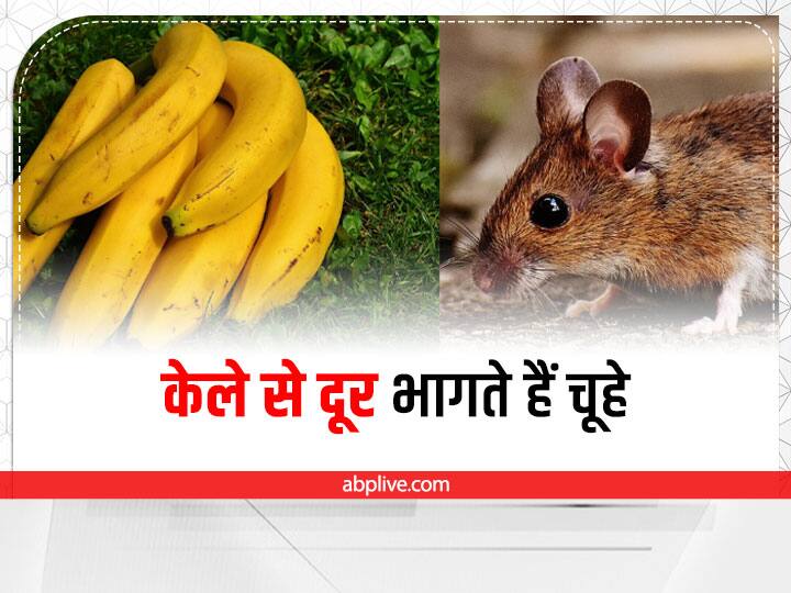 why rats are afraid of bananas male rats Gk fact | Interesting Facts