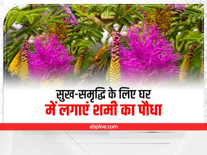 Shami Plant: ज्‍योतिष और वास्‍तु में पेड़-पौधों को बहुत महत्व दिया गया है. शमी का पौधा शनिदेव और शिव भगवान को प्रिय है इसलिए इसे दैवीय पौधा भी कहा जाता है. इस पौधे को लगाने के अनगिनत फायदे हैं.