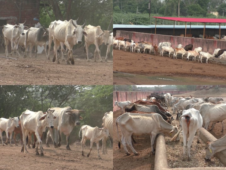 भरतपुर जिले में 16 गौशाला हैं, जिनका रोजाना डॉक्टरों द्वारा निरीक्षण किया जाता है और एक-एक गाय को चैक किया जाता है कि कोई गोवंश लंपी वायरस से ग्रसित तो नहीं है.