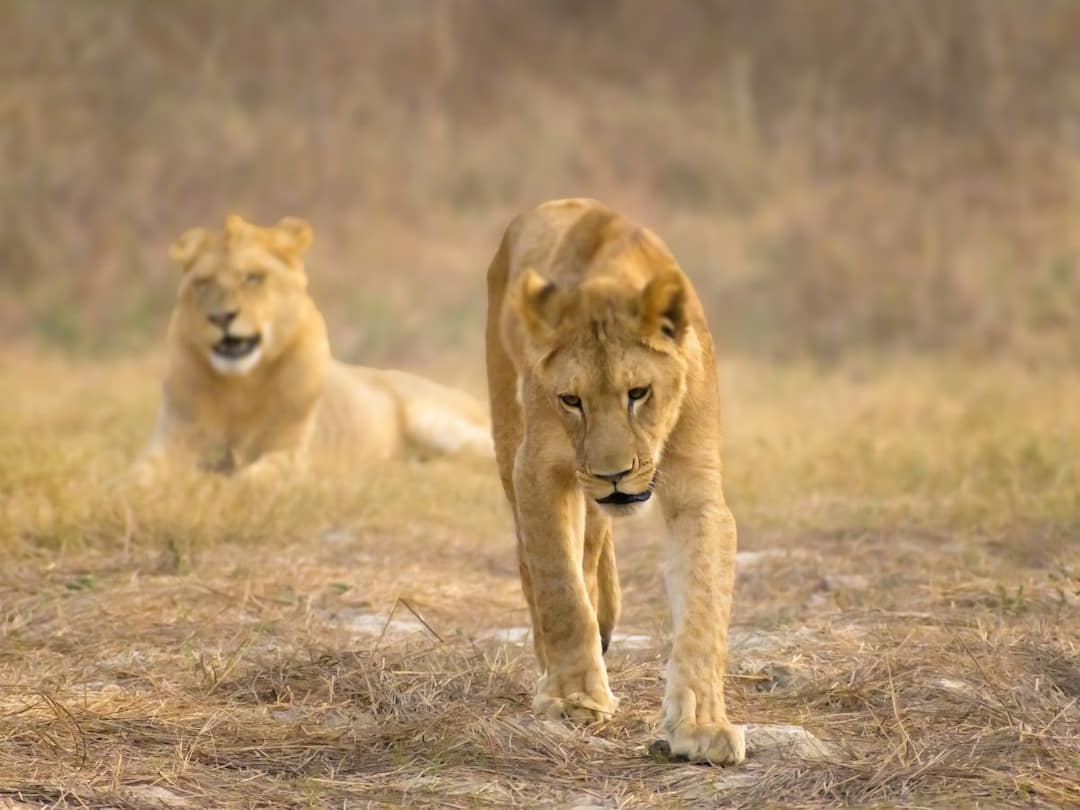 Lioness Gets Caught In Zebra Stampede What Happened Next Watch Viral Video Viral Video: একদল জেব্রার মাঝে পরে প্রায় পিষ্ট সিংহী! কী হল তারপর?