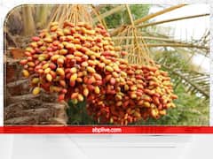 Vastu Tips: घर में गलती से भी न लगाएं ये 4 पौधे, हो जाएंगे कंगाल