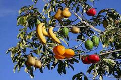 Fruit Cultivation: ਇਕ ਦਰੱਖਤ 'ਤੇ ਲੱਗਣਗੇ 40 ਤਰ੍ਹਾਂ ਦੇ ਫਲ, ਇਹ ਕੋਈ ਚਮਤਕਾਰ ਨਹੀਂ, ਕਮਾਲ ਦੀ ਇਹ ਖਾਸ ਤਕਨੀਕ