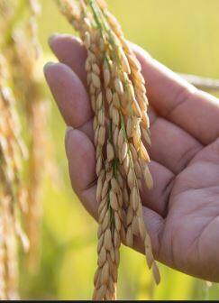 दूळ उत्पादन 10 ते 12 दशलक्ष टनांनी कमी होणार