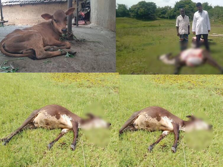 Two cows died due to electric shock near Chengalpattu மின்சாரம் தாக்கி பலியான தாய் பசு!  தினம்தோறும் அம்மாவை எதிர்பார்த்து காத்திருக்கும் கன்று!