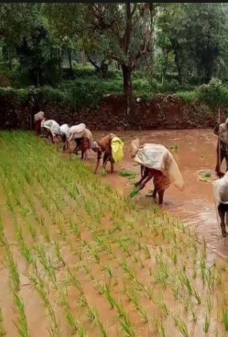 तांदळाचे उत्पादन कमी होणार