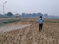 धान किसानों के लिए खुशखबरी, कटाई के बाद फ्री में होगा पराली प्रबंधन, इस तरह उठाएं फायदा