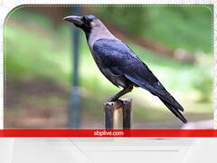 Shakun Apshakun: कौवा भी देता है भाग्य बदलने के संकेत, ऐसे करें पहचान