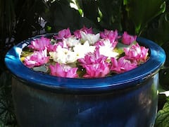 क्या कमल का पौधा घर में लगा सकते हैं? अगर हां, तो इसके लिए कितने बड़े टैंक की जरूरत होगी