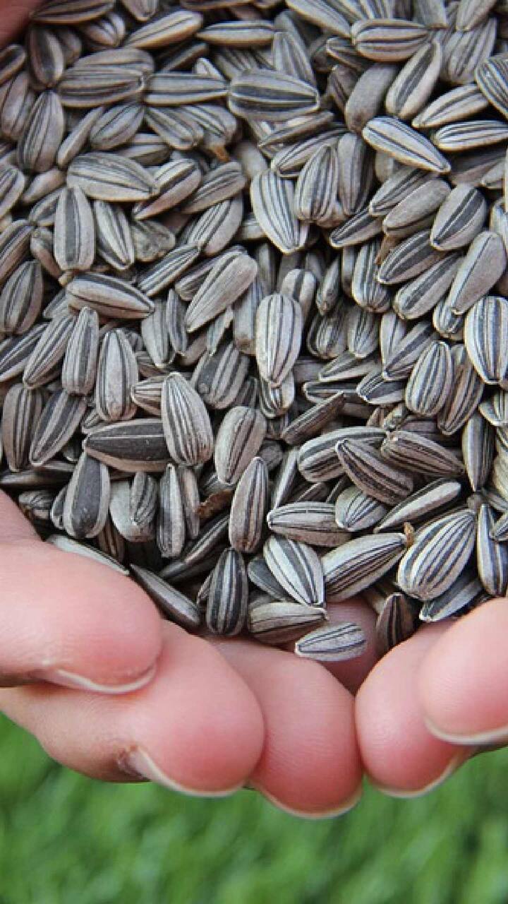 Sunflower Seeds : सूर्यफुलाच्या बियामध्ये व्हिटॅमिन ई असते. हे त्वचेसाठी फायदेशीर मानले जाते.