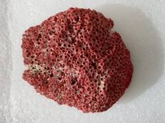 கோவை : சிவப்பு நிற பவளப் பாறைகளை விற்பனைக்கு வைத்திருந்தவர் மீது வழக்குப்பதிவு