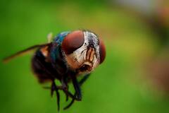 Health: মশার কামড়ে আতঙ্কে? রইল বাঁচার সহজ উপায়