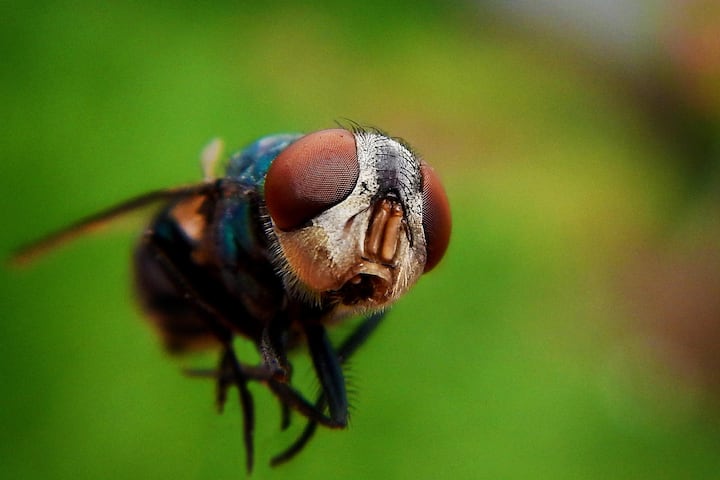 বিশেষত কলকাতা ও রাজ্যের বেশ কিছু জেলায় সন্দেহভাজন ডেঙ্গি আক্রান্তের ঘটনা বেড়েই চলেছে।