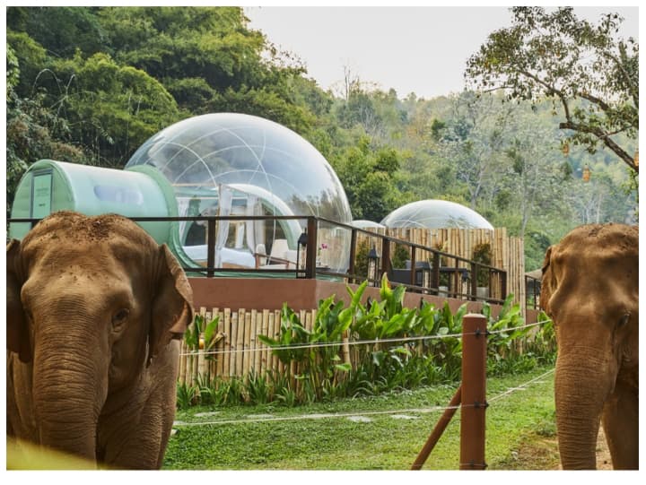 Bubble Tent: एडवेंचर के शौकीन हैं तो जगंल में हाथियों के बीच रात बिताना आपको रोमांचित कर देगा. कांच के बबल टेंट में आपको सैकड़ों खुलेआम घूम रहे हाथियों के बीच रात दिन रहता है. देखिए ये खूबसूरत जगह.