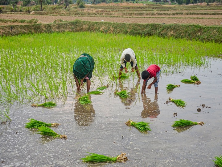 Pradhan Mantri Crop Insurance : 25 percent advance amount of compensation will be given, notification issued regarding compensation Vidarbha Flood : नुकसान भरपाईच्या 25 टक्के आगाऊ रक्कम मिळणार, नुकसान भरपाईबाबत अधिसूचना जारी