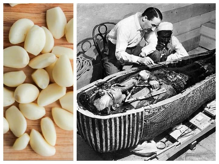 Garlic cloves were found in Egyptian tombs and had a prominent place in ancient medicine ఈజిప్టు సమాధుల్లో వెల్లుల్లి రెబ్బలు, ప్రాచీన వైద్యంలో వీటిదే ప్రథమ స్థానం
