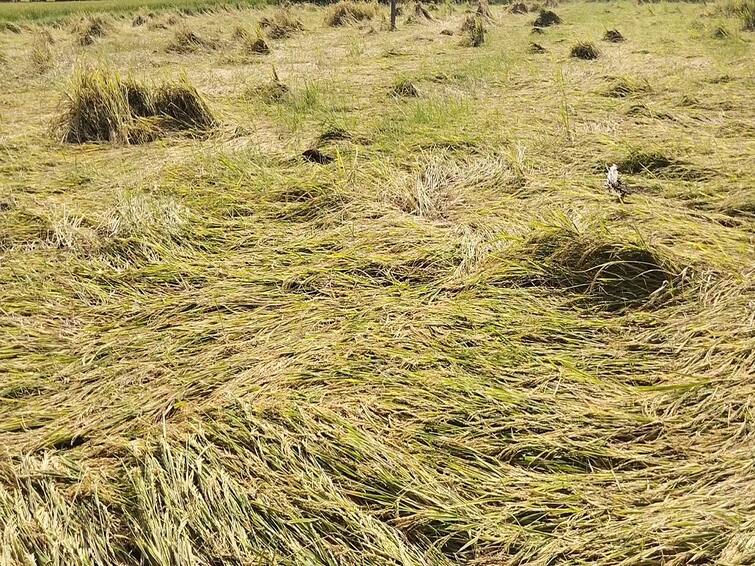 thiruvarur district Tamil Nadu Farmers Association urges for compensation of rain-damaged paddy crops TNN மழையால் சேதமடைந்த குறுவை நெற் பயிர்கள் - இழப்பீடு வழங்க தமிழ்நாடு விவசாயிகள் சங்கம் வலியுறுத்தல்