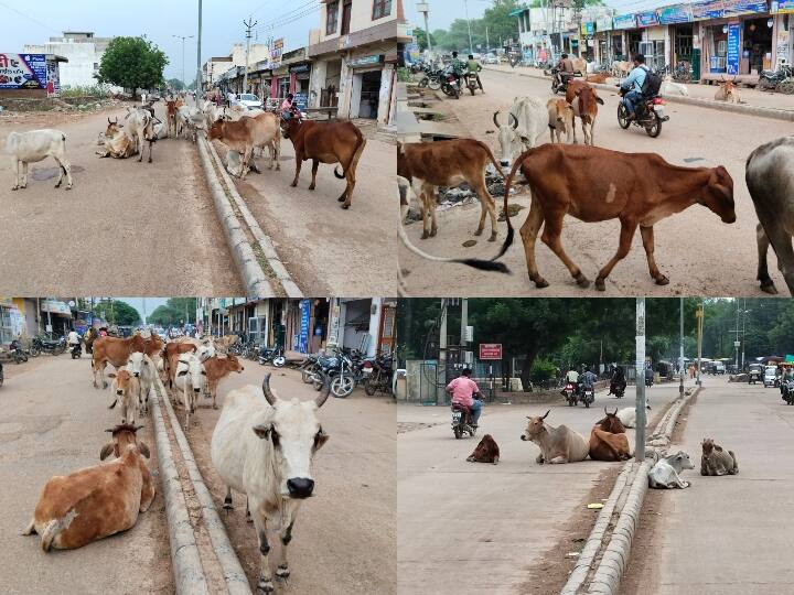 Lumpy Virus Infection Rajasthan Crowd of cattle on roads Villagers leaving cows towards city ANN Lumpy Skin Disease: राजस्थान की सड़कों पर मवेशियों की भीड़, संक्रमण के बाद गायों को शहर की तरफ छोड़ रहे गामीण