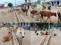 राजस्थान की सड़कों पर मवेशियों की भीड़, संक्रमण के बाद गायों को शहर की तरफ छोड़ रहे गामीण