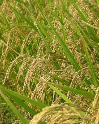 हवामानातील बदलाचा देखील तांदूळ उत्पादनावर परिणाम