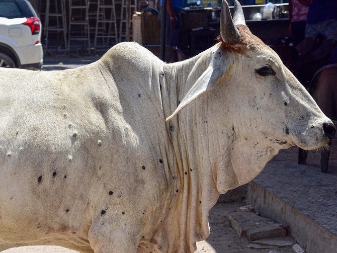 Madhya Pradesh 2171 Cattle Affected With Lumpy Skin Disease Tranportation  Of Bovine Animals Banned