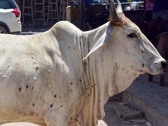 Madhya Pradesh 2171 Cattle Affected With Lumpy Skin Disease Tranportation Of Bovine Animals Banned Madhya Pradesh 2171 Cattle Affected With Lumpy Skin Disease Tranportation Of Bovine Animals Banned