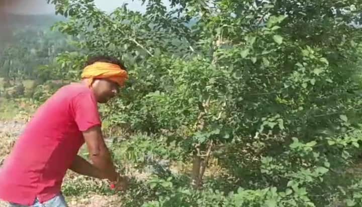 इससे पहले भी अपने डॉक्यूमेंट्री और पेड़ों की कटाई रोकने के लिए किए गए अपने प्रयासो के लिए ग्रीन कमांडो वीरेंद्र सिंह ने काफी सुर्खियां बटोरी है, यही वजह है कि उन्हें उनके इस सराहनीय कार्य के लिए राष्ट्रीय पुरस्कार से भी सम्मानित किया गया है.वहीं आदिमानव वेशभूषा में पेड़ों की कटाई को रोकने के लिए बनाए गए डॉक्यूमेंट्री की पूरे छत्तीसगढ़ में जमकर तारीफ हो रही है, और इस संदेश को लेकर छत्तीसगढ़ के बुद्धिजीवी और पर्यावरणविद भी उनकी काफी तारीफ कर रहे हैं. इस डॉक्यूमेंट्री में सभी जंगल बॉय बने हैं जो एक ग्रामीण को पेड़ काटने से रोक रहे हैं.