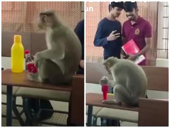 Funny Video: ਕਲਾਸ ਵਿੱਚ ਵੜਿਆ ਇੱਕ ਬਾਂਦਰ, ਵਿਦਿਆਰਥੀਆਂ ਨੇ ਕੀਤਾ ਖੂਬ ਮਸਤੀ, ਬਹੁਤ ਮਜ਼ਾਕੀਆ ਹੈ ਇਹ ਵੀਡੀਓ Funny Video: ਕਲਾਸ ਵਿੱਚ ਵੜਿਆ ਇੱਕ ਬਾਂਦਰ, ਵਿਦਿਆਰਥੀਆਂ ਨੇ ਕੀਤਾ ਖੂਬ ਮਸਤੀ, ਬਹੁਤ ਮਜ਼ਾਕੀਆ ਹੈ ਇਹ ਵੀਡੀਓ