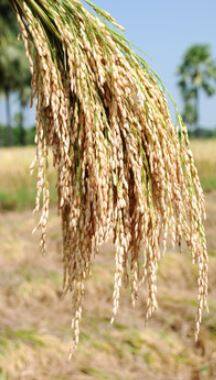 यंदा तांदळाच्या उत्पादनात मोठी घट होणार