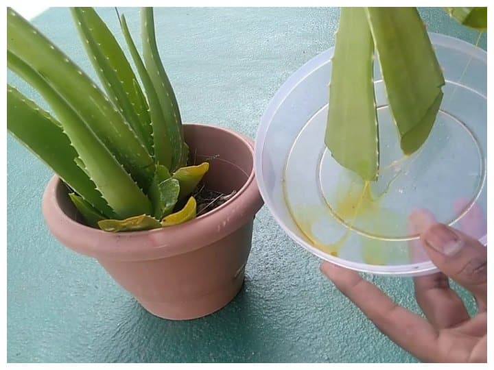 Remove Poison from Aloe Vera: How to Remove Yellow Poison of Aloe Vera Remove Poison from Aloe Vera: एलोवेरो को तोड़ कर तुरंत ना करें इसका प्रयोग, वरना उठाना पड़ सकता है नुकसान