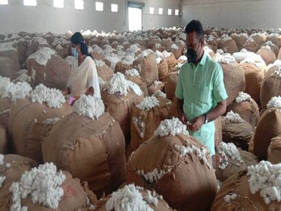 thiruvarur district heavry rain damaged  cotton திருவாரூர் மாவட்டத்தில் பருத்தி விவசாயிகளுக்கு கிடைக்க வேண்டிய லாபத்தை சூறையாடிய தொடர் மழை
